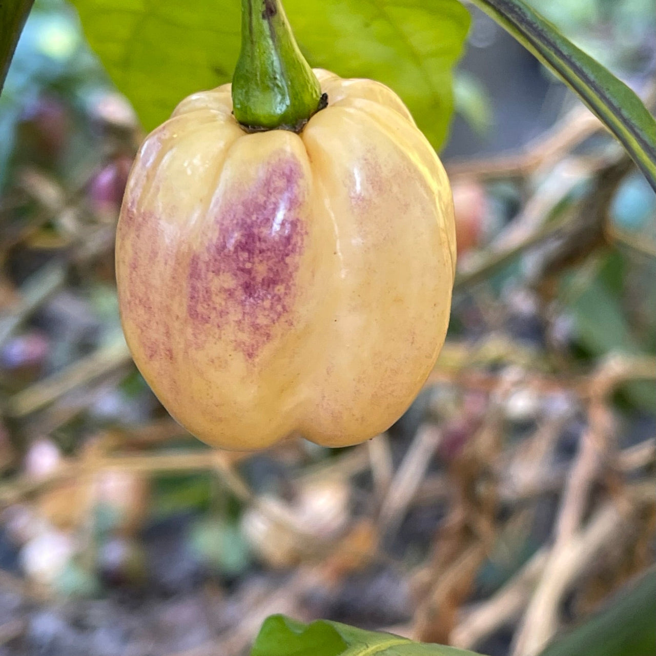 M.A.M.P. Purple BerryGum - Seeds - The Pepper Pantry (Formerly Marie Sharp's)