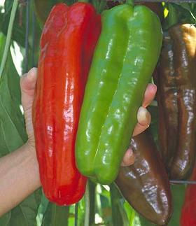 Marconi Giant Pepper Seeds - The Pepper Pantry (Formerly Marie Sharp's)