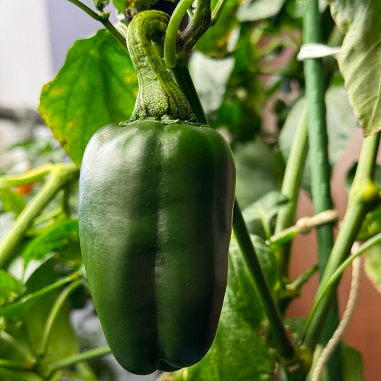 Marconi Giant Pepper Seeds - The Pepper Pantry (Formerly Marie Sharp's)