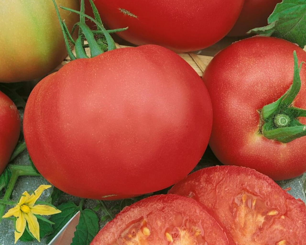 Marianna's Peace Tomato Seeds