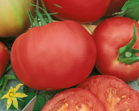Marianna's Peace Tomato Seeds