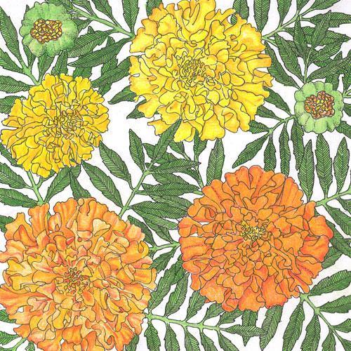 Marigold, African (lb)