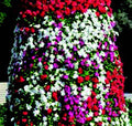 Mediterranean XP Series Formula Mix Vinca Seeds