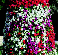 Mediterranean XP Series Formula Mix Vinca Seeds