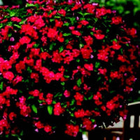 Mediterranean XP Series True Red Vinca Seeds