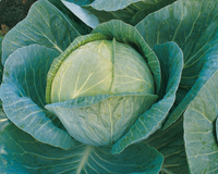 Megaton Hybrid Cabbage Seeds