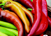 Mexican Sunset Hot Banana Hybrid Pepper