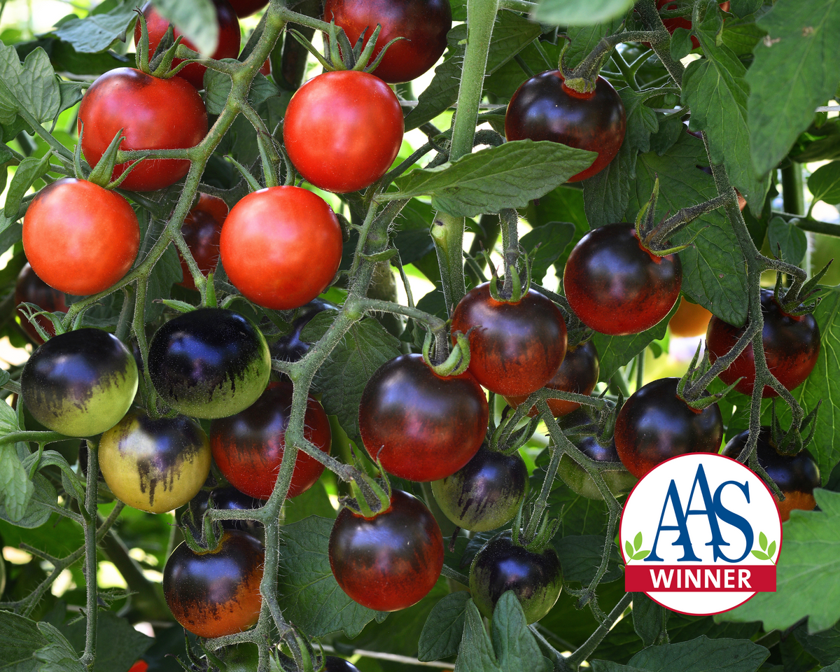Midnight Snack Hybrid Tomato Seeds