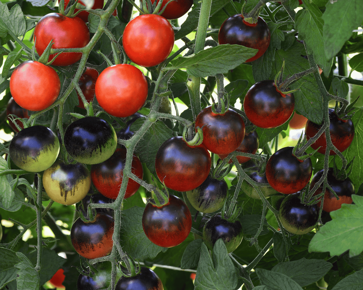 Midnight Snack Hybrid Tomato Seeds