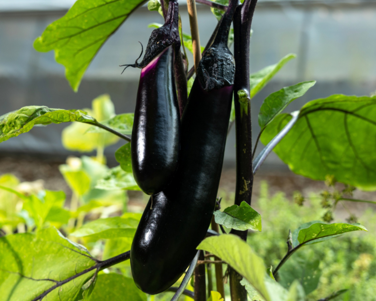 Millionaire Hybrid Eggplant Seeds