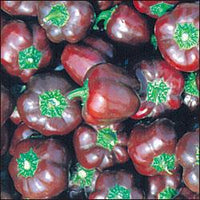 Mini Chocolate Bell Pepper Seeds - The Pepper Pantry (Formerly Marie Sharp's)