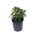 Miracle Fruit Plant (Miracle Berry Tree)