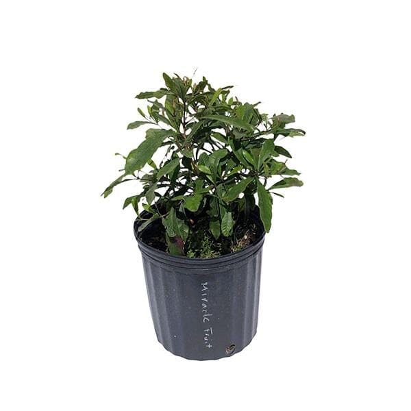 Miracle Fruit Plant (Miracle Berry Tree)