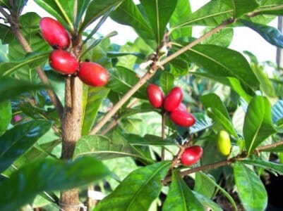 Miracle Fruit Plant (Miracle Berry Tree)