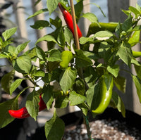 Mirasol Pepper Seeds - The Pepper Pantry (Formerly Marie Sharp's)