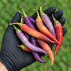 Buena Mulata Hot Pepper Seeds