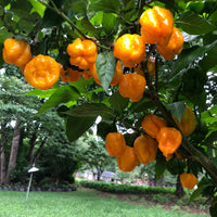 MOA Scotch Bonnet - Seeds - The Pepper Pantry (Formerly Marie Sharp's)