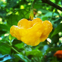MOA Scotch Bonnet - Seeds - The Pepper Pantry (Formerly Marie Sharp's)