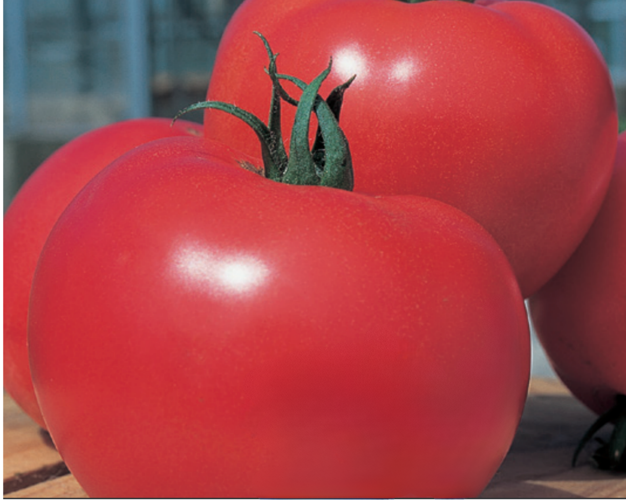 Momotaro (or Tough Boy) Hybrid Tomato Seeds