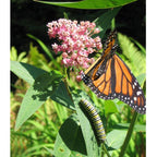 Peaceful Valley Save the Monarch Kit - California (1/8 lb)