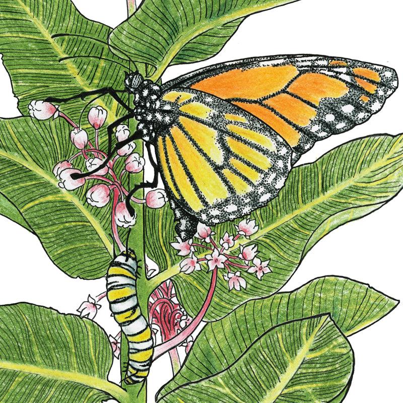 Peaceful Valley Save the Monarch Kit - Midwest to Northeast (1/8 lb)