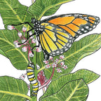 Peaceful Valley Save the Monarch Kit - Midwest to Northeast (1/8 lb)