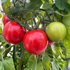 Mortgage Lifter Tomato Seeds