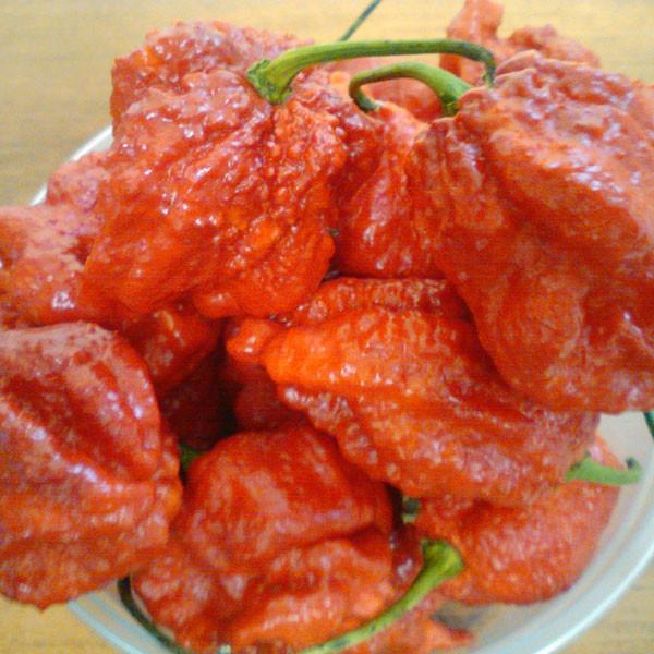 Moruga Satan Strain Red Pepper Seeds (Non - Isolated)