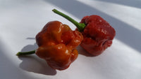 Moruga Scorpion Caramel - Seeds - The Pepper Pantry (Formerly Marie Sharp's)