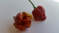 Moruga Scorpion Caramel - Seeds - The Pepper Pantry (Formerly Marie Sharp's)