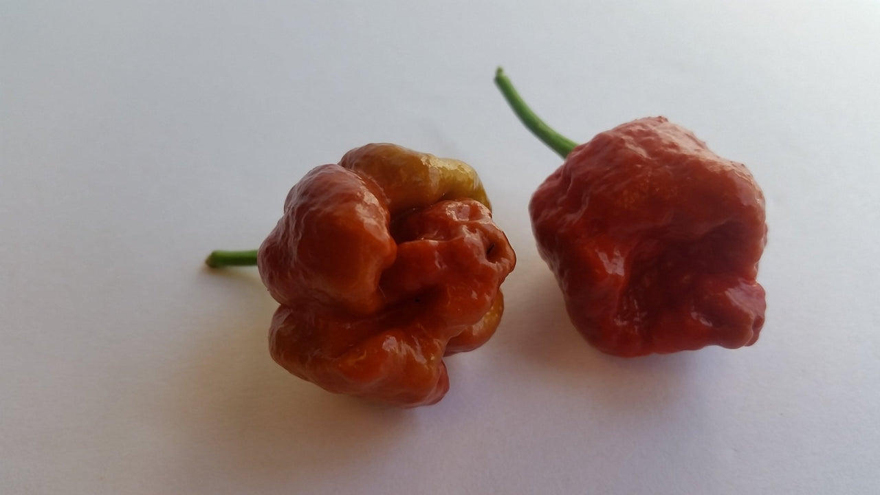 Moruga Scorpion Caramel - Seeds - The Pepper Pantry (Formerly Marie Sharp's)