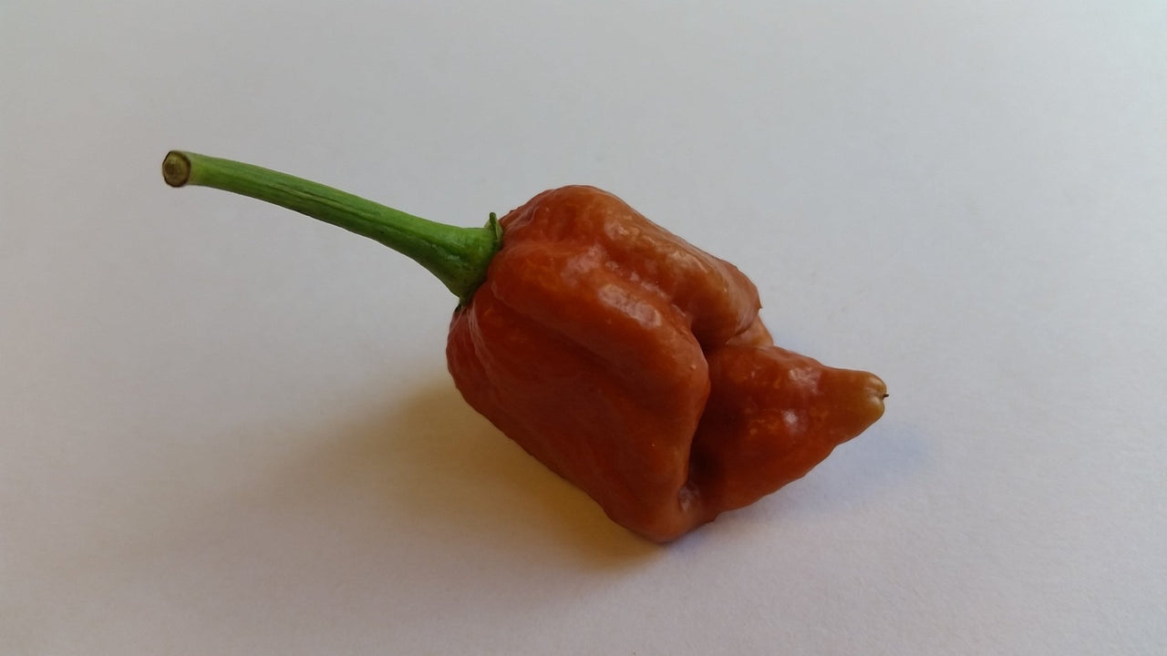 Moruga Scorpion Caramel - Seeds - The Pepper Pantry (Formerly Marie Sharp's)