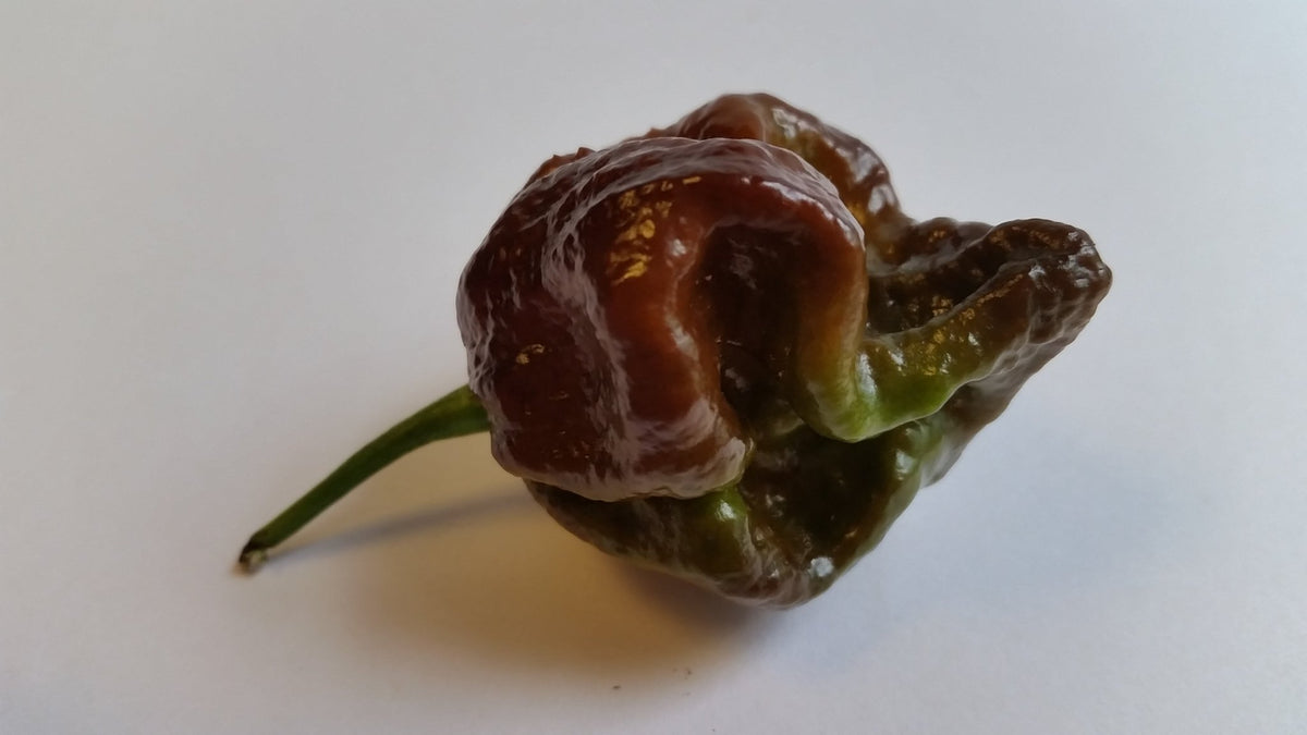 Moruga Scorpion Chocolate - Seeds