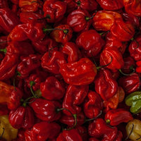 Moruga Trinidad Scorpion Pepper Seeds - The Pepper Pantry (Formerly Marie Sharp's)