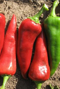 Thumbnail for Mosco Chile Pepper Seeds