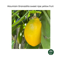 Mountain Sweet Granadilla Plant  Exotic Passiflora ligularis from Guatemala Yellow Fruit (ripe)