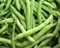 Mountaineer White Half Runner Bean