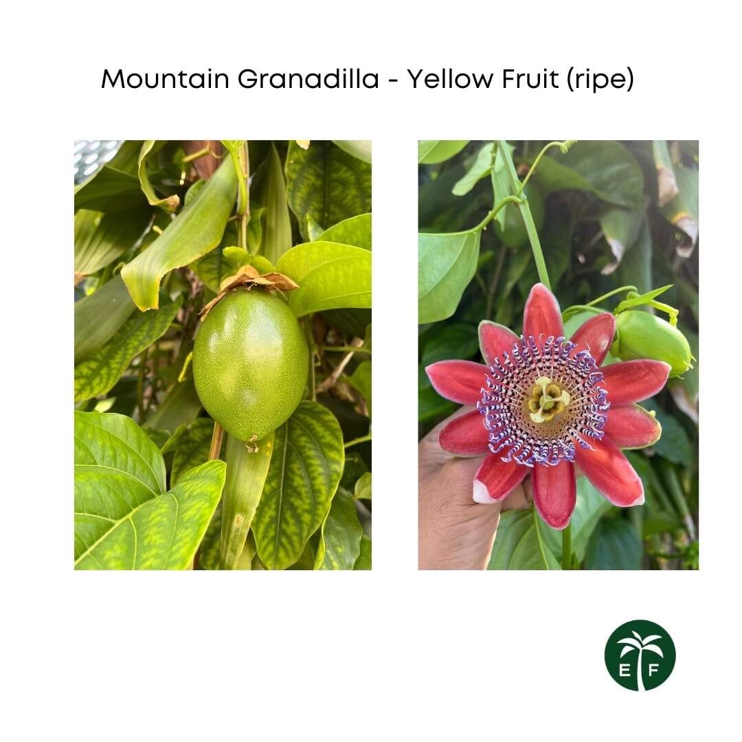 Mountain Sweet Granadilla Plant  Exotic Passiflora ligularis from Guatemala Yellow Fruit (ripe)