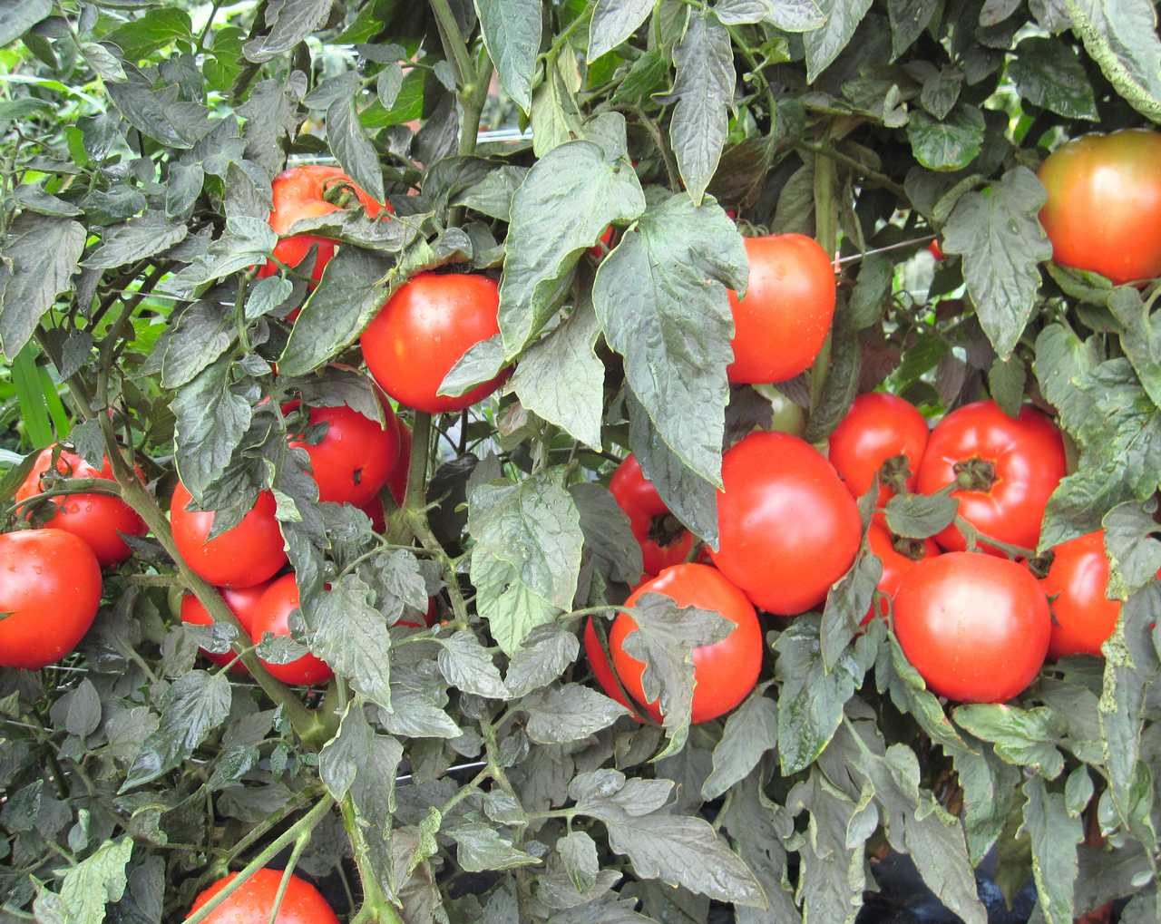 Mountain Merit™ Hybrid Tomato Seeds