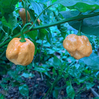 MRM x 7 Pot Brown Peachy - Seeds - The Pepper Pantry (Formerly Marie Sharp's)