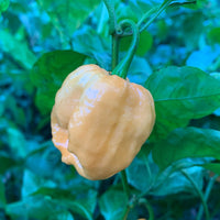 MRM x 7 Pot Brown Peachy - Seeds - The Pepper Pantry (Formerly Marie Sharp's)