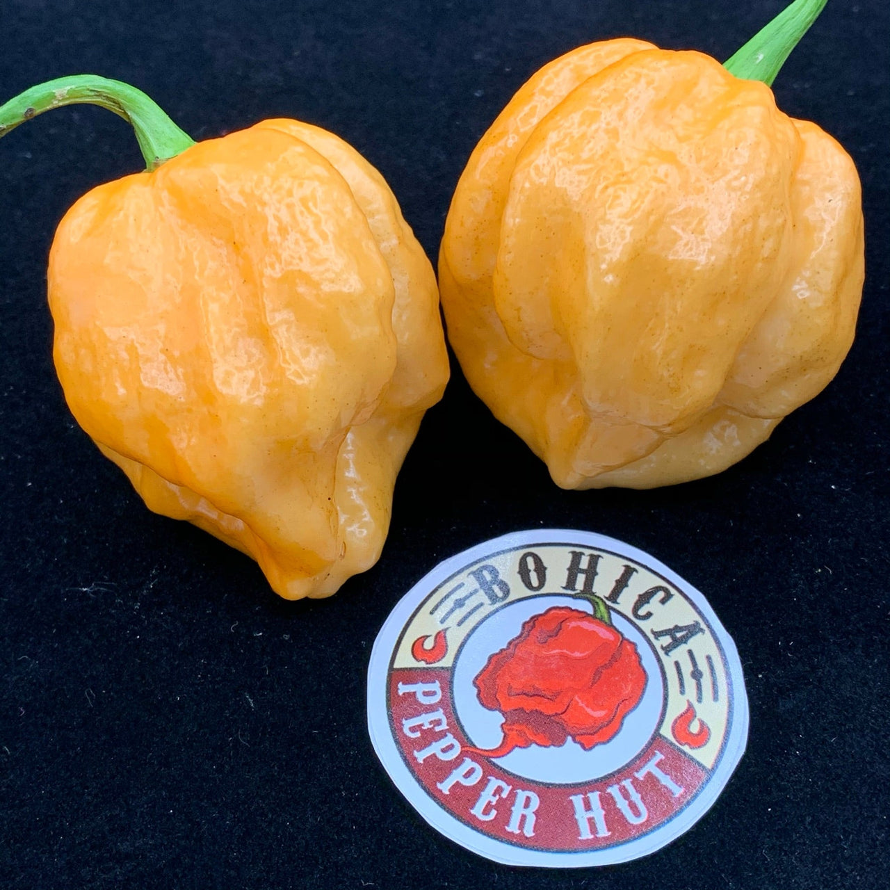 MRM x 7 Pot Brown Peachy - Seeds - The Pepper Pantry (Formerly Marie Sharp's)