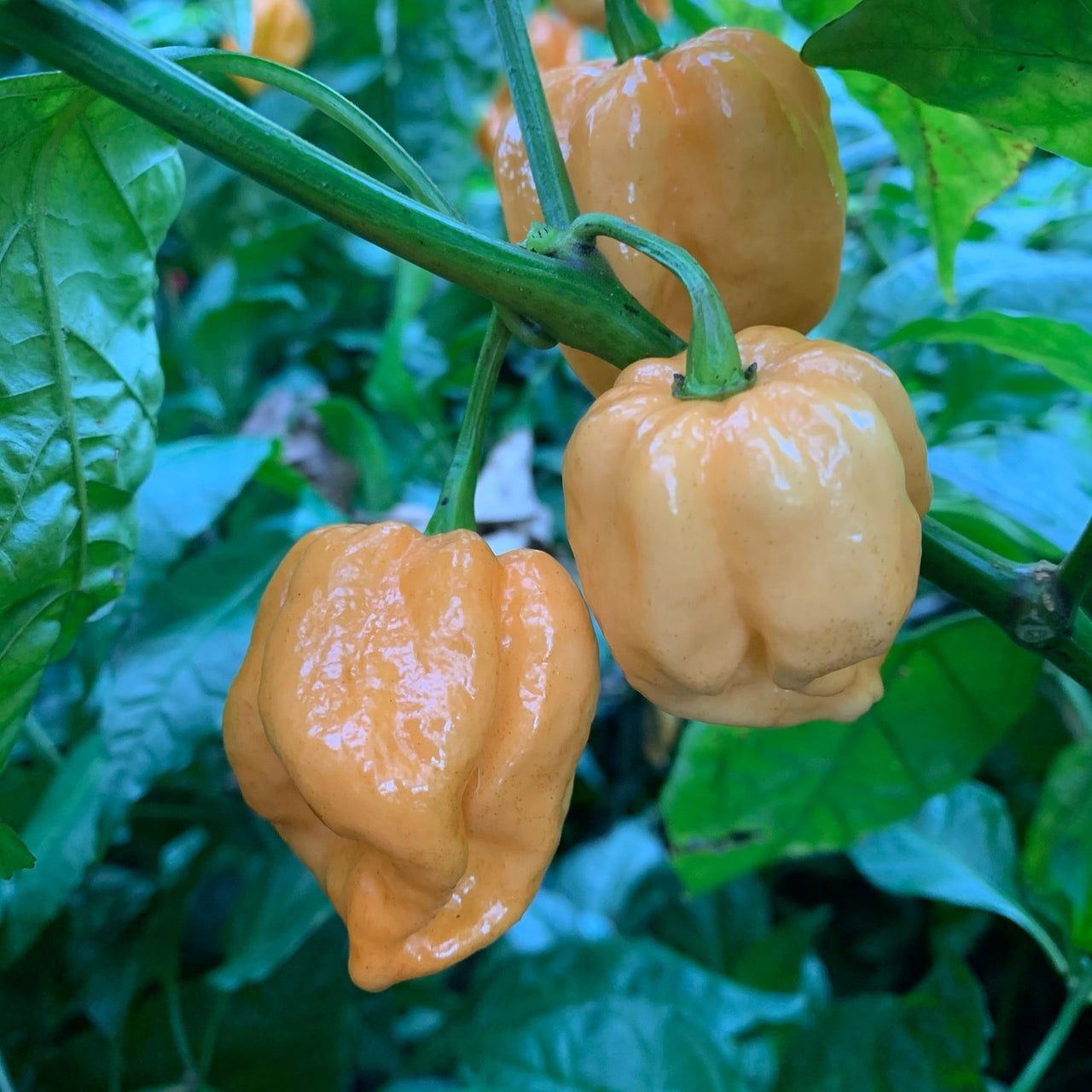 MRM x 7 Pot Brown Peachy - Seeds - The Pepper Pantry (Formerly Marie Sharp's)