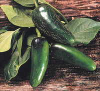 Mucho Nacho F1 Pepper Seeds - The Pepper Pantry (Formerly Marie Sharp's)