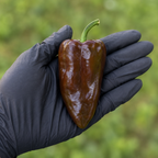 Mulato Island Chile Pepper Seeds