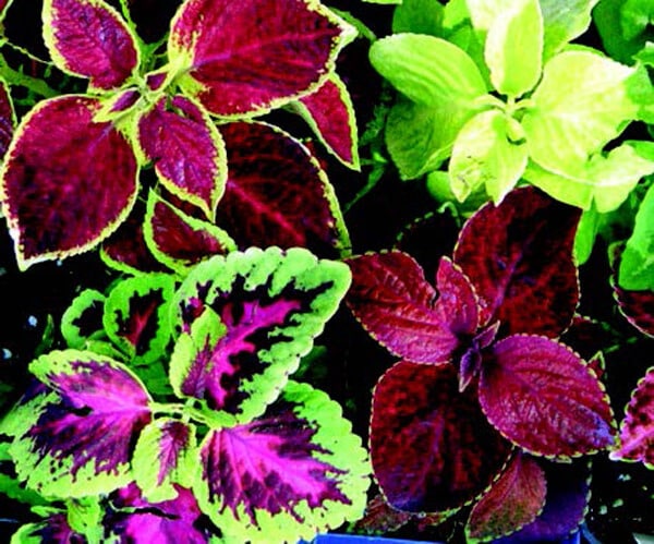 rainbow indoor plant Multicolor Rainbow Mix Coleus Seeds – The Pepper Pantry