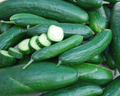 Muncher Burpless Cucumber Seeds