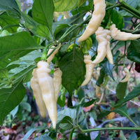 Murupi Amarela - Seeds - The Pepper Pantry (Formerly Marie Sharp's)