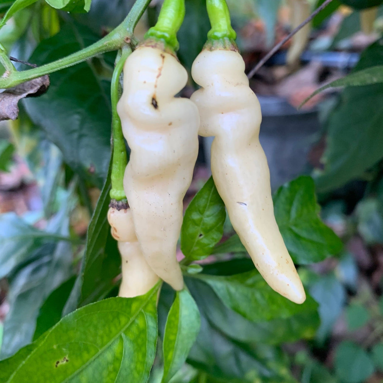 Murupi Amarela - Seeds - The Pepper Pantry (Formerly Marie Sharp's)