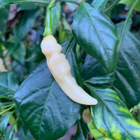 Murupi Amarela - Seeds - The Pepper Pantry (Formerly Marie Sharp's)